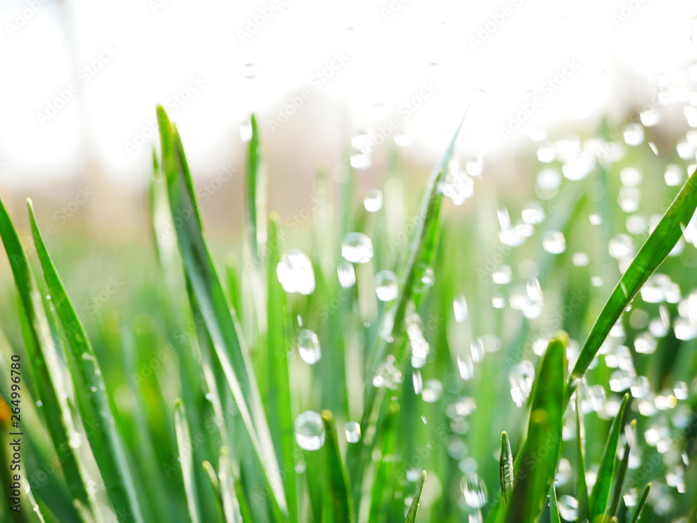 Fototapeta premium drops of water flying on green leaves. Dynamic frame