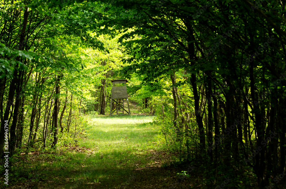 Obraz premium Green forest in spring time, Hungary