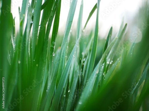 Early in the morning. Drops of dew on fresh green grass