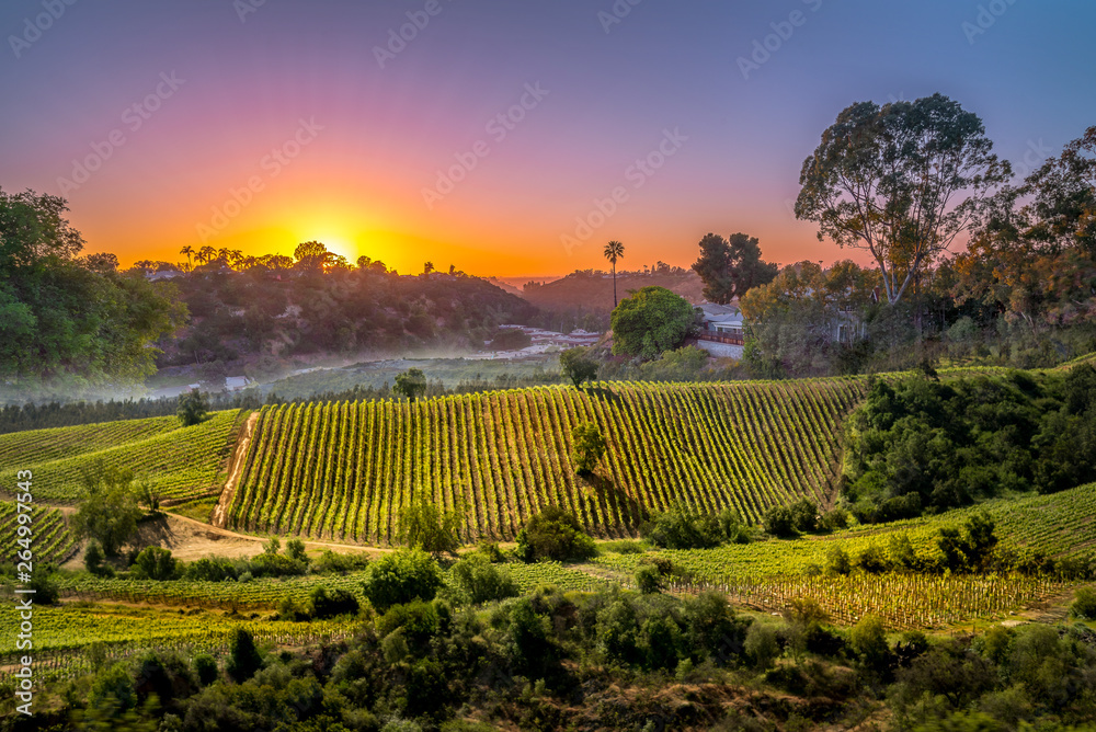 sunset over vinery in Chile for agriculture or vinevard background - obrazy, fototapety, plakaty 