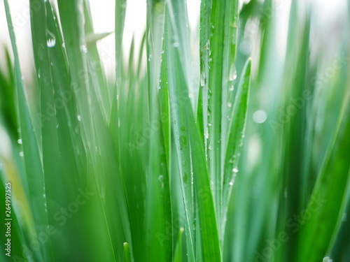 Early in the morning. Drops of dew on fresh green grass