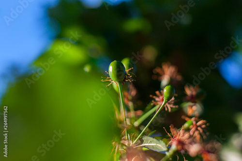 Buds