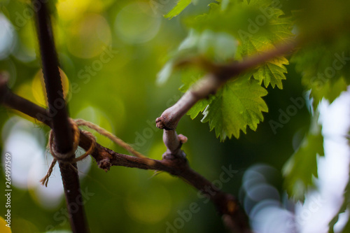Young Vine
