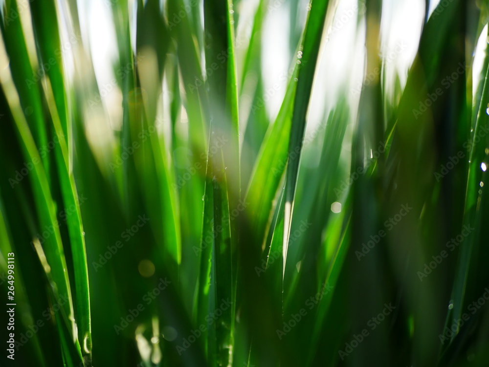 Early in the morning. Drops of dew on fresh green grass Early in the morning. Drops of dew on fresh green grass