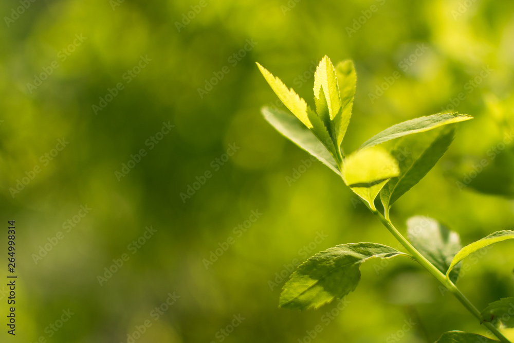 Green leaves of the plant on a blurred yellow-green background under the rays of sunlight on a summer day in nature in a forest or in an ecological park create a warm positive mood Green leaves of the plant on a blurred yellow-green background under the rays of sunlight on a summer day in nature in a forest or in an ecological park create a warm positive mood