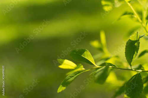 Green leaves of the plant on a blurred yellow-green background under the rays of sunlight on a summer day in nature in a forest or in an ecological park create a warm positive mood