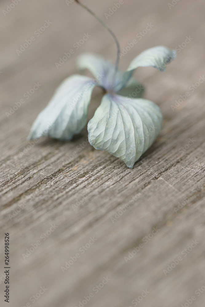 Magnolia blossom on a wooden table Magnolia blossom on a wooden table