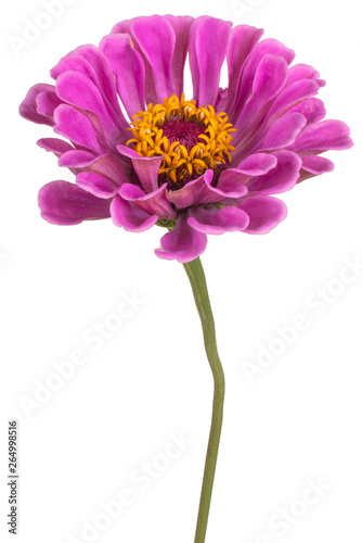 zinnia flower isolated