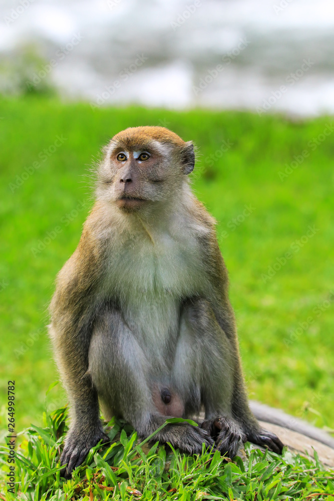 Crab-eating macaque sitting on the ground in Bukit Lawang, Sumatra, Indonesia Crab-eating macaque sitting on the ground in Bukit Lawang, Sumatra, Indonesia