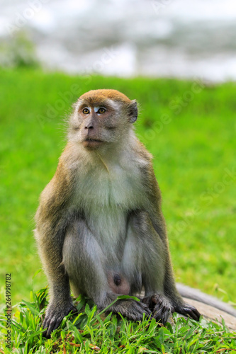 Crab-eating macaque sitting on the ground in Bukit Lawang, Sumatra, Indonesia