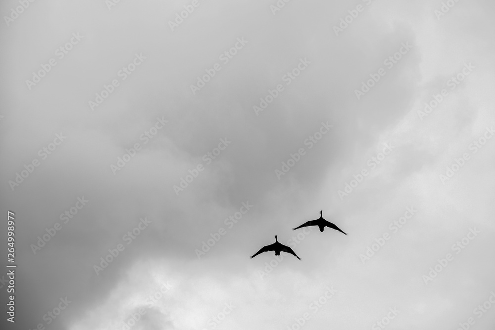 Fototapeta premium Swans flighing against a cloudy sky - copy space