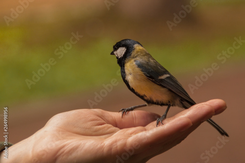 titmouse sits on the open palm of a woman. tit eats sunflower seeds from human hand. people feed the birds.