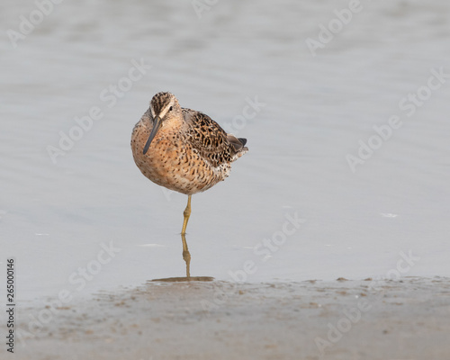 Short-billed Dowitcher