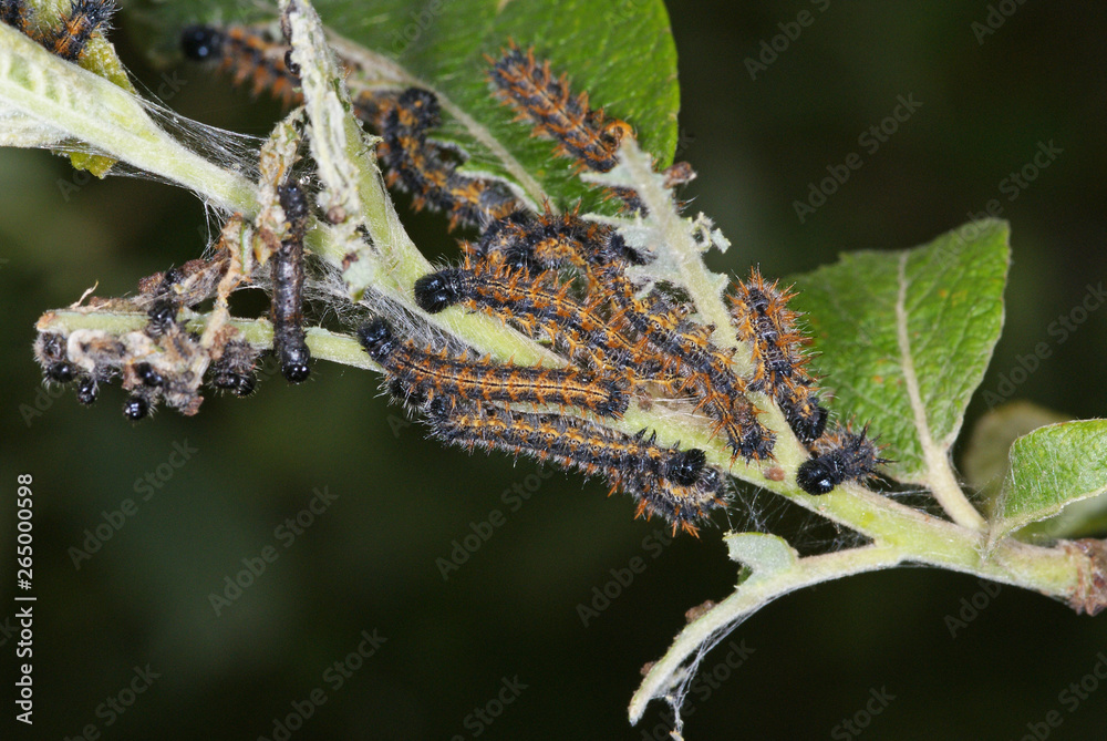 Fototapeta premium Nymphalis polychloros (LINNAEUS, 1758) Großer Fuchs, Raupennest DE, Mosel, Kröv 18.05.2012