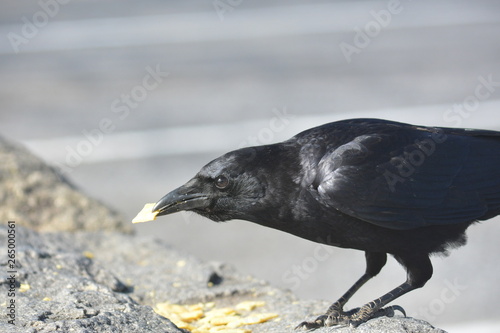 Wild Crow eats Cheese - its