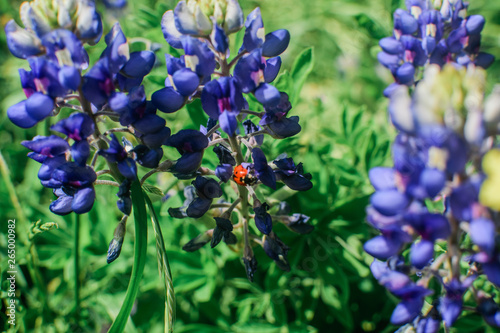 Closeup of Ladybug on Texas Bluebonnet