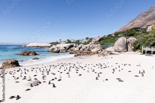 Boulders beach