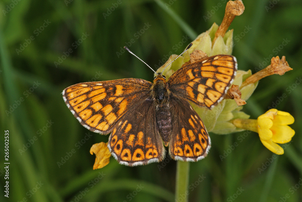Naklejka premium Hamearis lucina (LINNAEUS, 1758) - Schlüsselblumen-Würfelfalter , Perlbinde DE, Eifel, Nonnenbachtal 19.05.2012