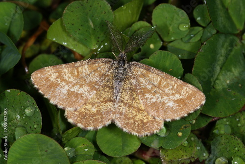 Ematurga atomaria (LINNAEUS, 1758) - Heideland-Tagspanner, Heidespanner photo