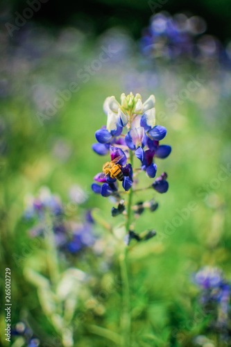 Bee on Texas Bluebonnet