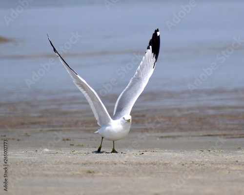 Seagull on the Beach photo