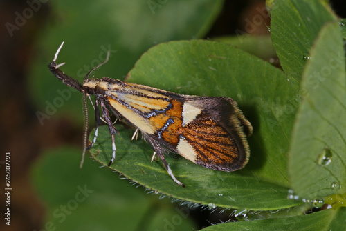 Alabonia geoffrella (LINNAEUS, 1767) Faulholzmotte DE, Mosel, Kröv 18.05.2012