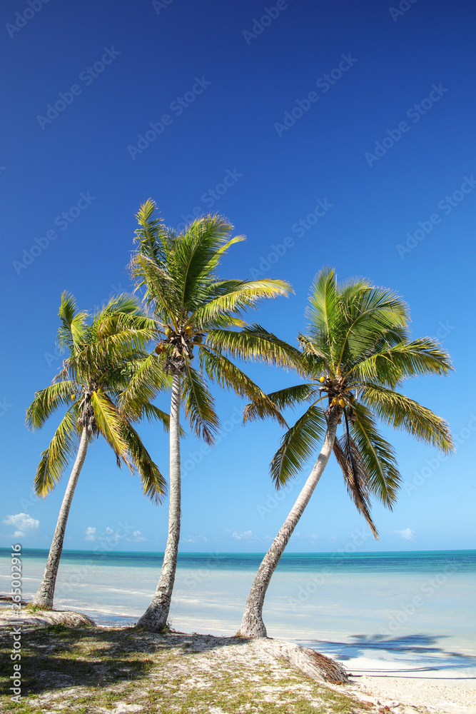 Palm trees on the coast of Ouvea lagoon on Ouvea Island, Loyalty Islands, New Caledonia