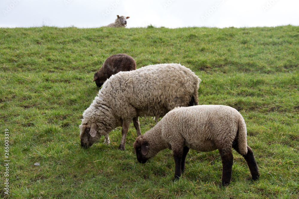 gras fressende schafe auf einer weide in rhede ems emsland deutschland fotografiert draußen während eines spaziergangs an einem bewölkten tag gras fressende schafe auf einer weide in rhede ems emsland deutschland fotografiert draußen während eines spaziergangs an einem bewölkten tag