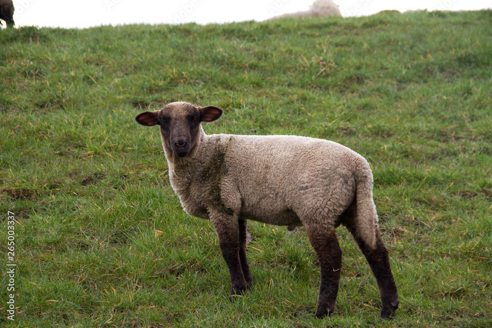 blick auf ein in die kamera schauendes weißes schaf in rhede ems emsland deutschland fotografiert draußen während eines spaziergangs an einem bewölkten tag blick auf ein in die kamera schauendes weißes schaf in rhede ems emsland deutschland fotografiert draußen während eines spaziergangs an einem bewölkten tag