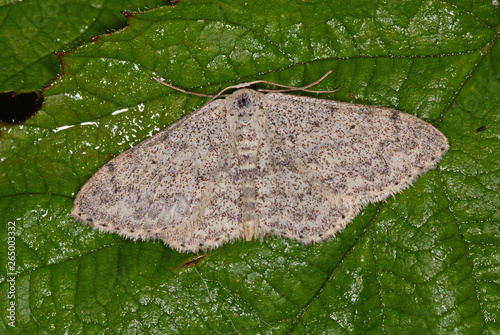 Scopula marginepunctata (GOEZE, 1781) Randfleck-Kleinspanner DE, Mosel, Kröv 18.05.2012 photo