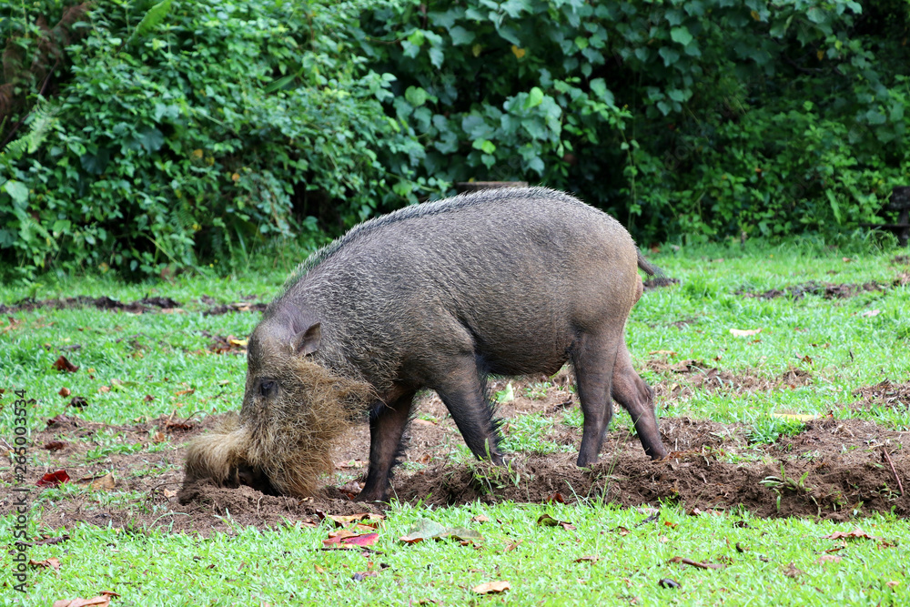 Bornean bearded pig (Sus barbatus) - Borneo Malaysia Asia Bornean bearded pig (Sus barbatus) - Borneo Malaysia Asia