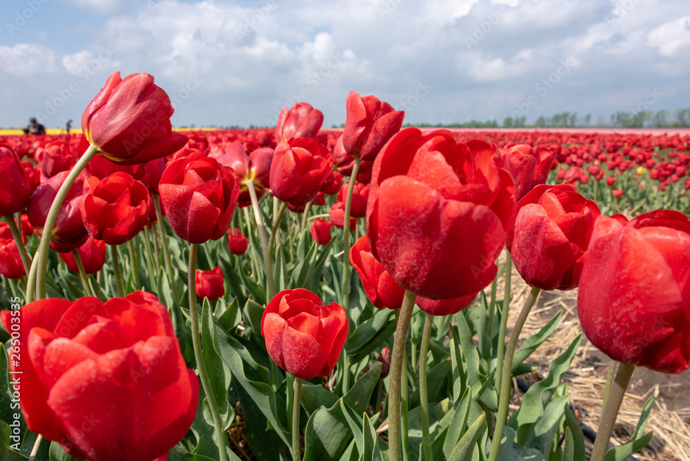Naklejka premium Tulips