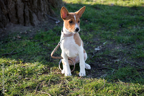 ein zweifarbiger basenji welpe auf einer grasfläche sitzend in meppen emsland deutschland fotografiert während eines spaziergangs in der natur an seinem sonnigen nachmittag