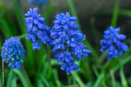 Mousa Kari blue small flower on a blurred background