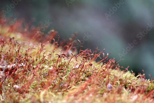 Magic forest, moss with red spore capsules close up. Colorful macro shot of fairy nature, dreamy background photo