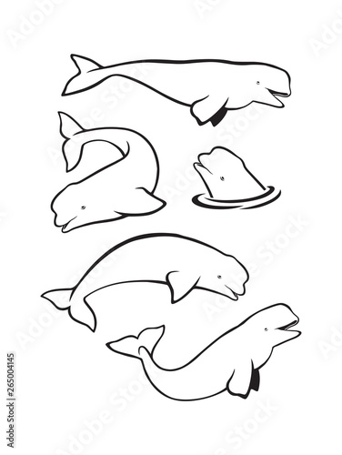beluga