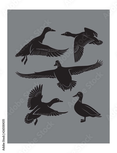 duck
