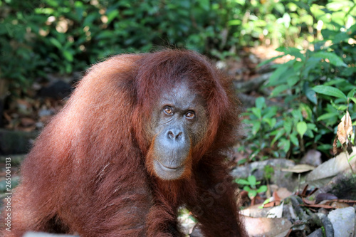 Borneo-Orang-Utan (Pongo pygmaeus) - Semenggoh Borneo Malaysia Asia © Christian