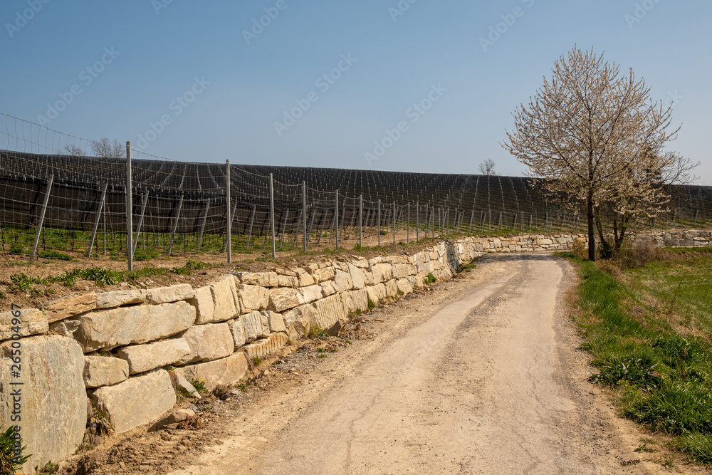 Scenic view of a country lane on a vineyard hill with a low stone wall and a flowered tree in springtime, Bossolasco, Langhe, Piedmont, Italy 