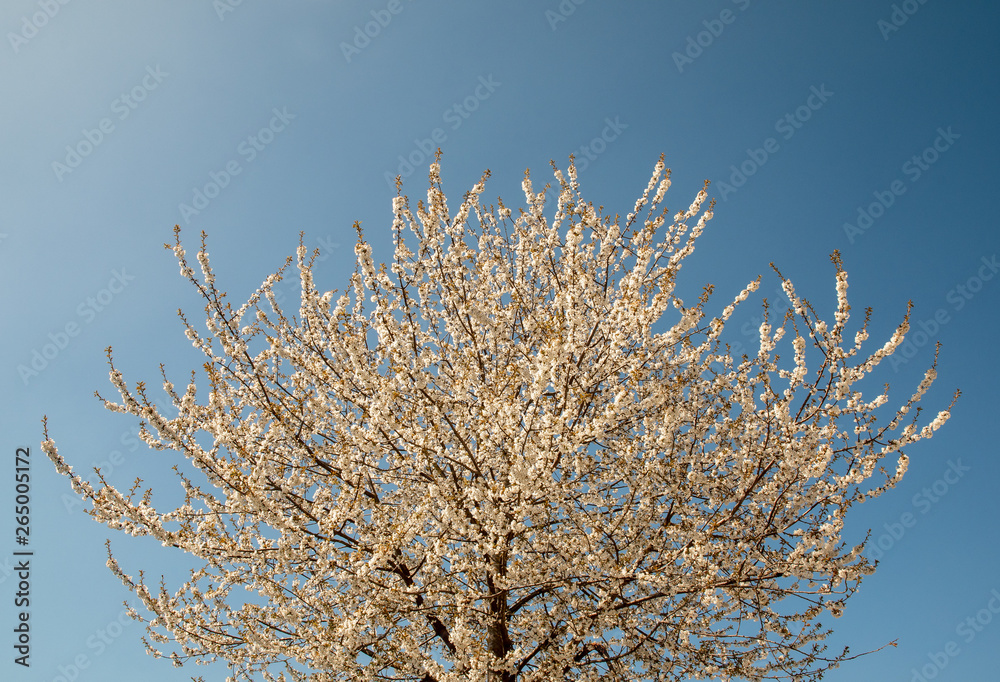 Low angle view of a flowered tree in springtime against a clear blue sky background, Piedmont, Italy Low angle view of a flowered tree in springtime against a clear blue sky background, Piedmont, Italy