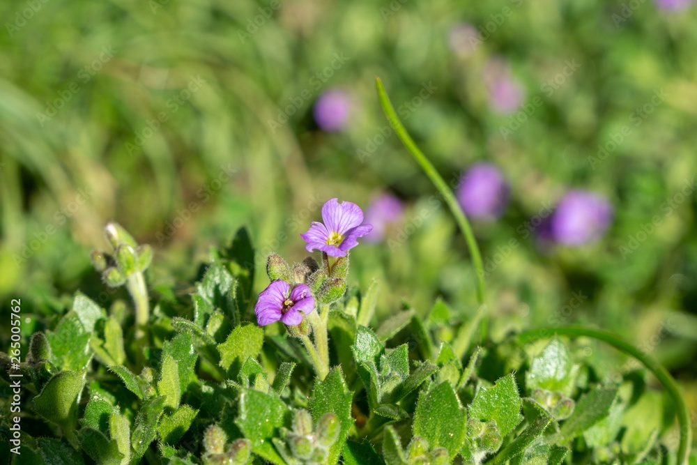 Purple and blue Gilliflowers in the grass. Slovakia Purple and blue Gilliflowers in the grass. Slovakia