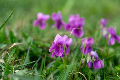 Purple and blue Gilliflowers in the grass. Slovakia	