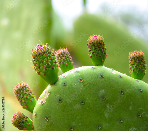 Higos chumbos saliendo de un cactus junto con otros pequeños. photo