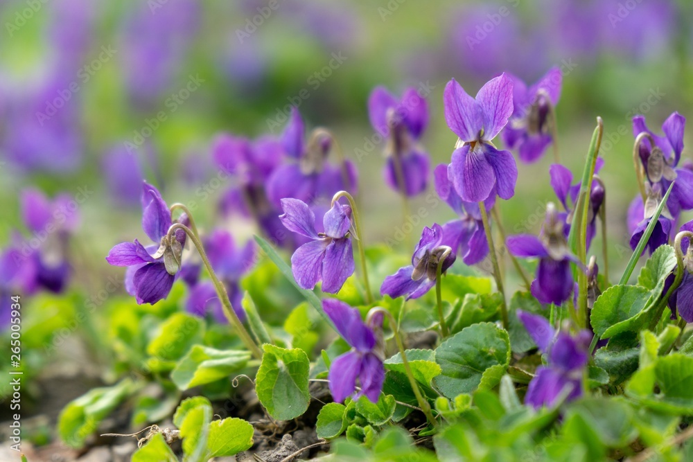 Purple and blue Gilliflowers in the grass. Slovakia Purple and blue Gilliflowers in the grass. Slovakia