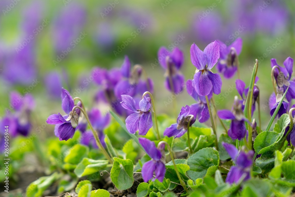 Purple and blue Gilliflowers in the grass. Slovakia Purple and blue Gilliflowers in the grass. Slovakia