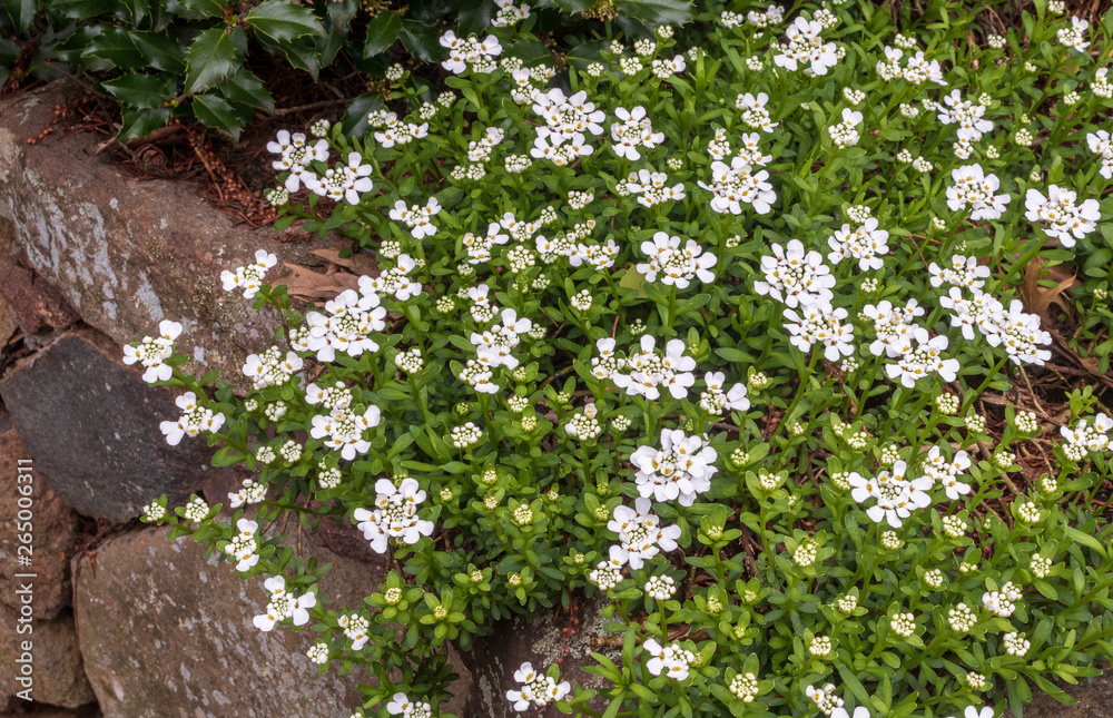 White candytuft  blooms in a rock garden