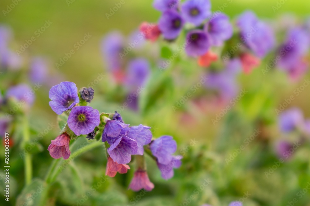 Purple and blue Gilliflowers in the grass. Slovakia Purple and blue Gilliflowers in the grass. Slovakia