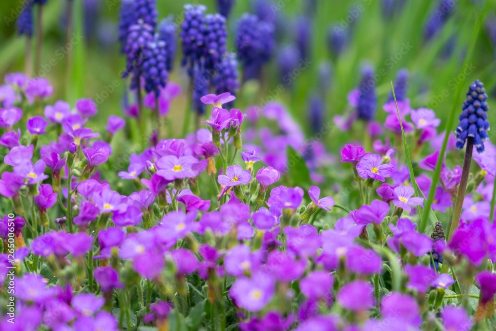 Purple and blue Gilliflowers in the grass. Slovakia	