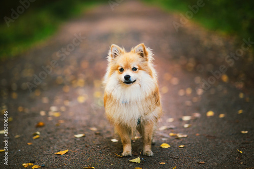 Beautiful pomeranian spitz orange color. Nice friendly dog pet on country road in the park in the autumn season.