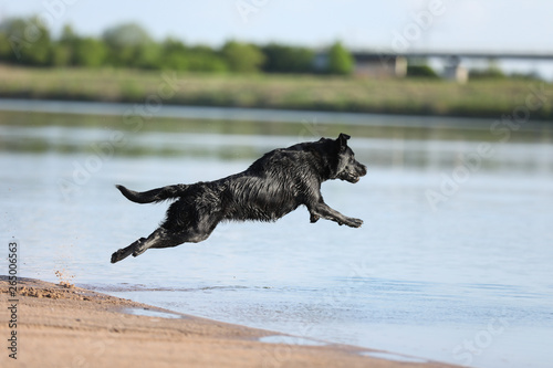 Labrador springt ins Wasser © KrischiMeier